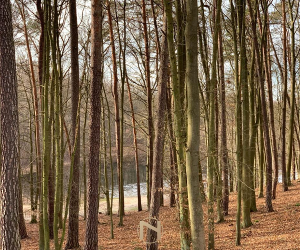 Działka na Sprzedaż, Sosny - 145 000 zł